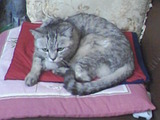 猫のモモちゃんもこだわりホットパックに夢中!